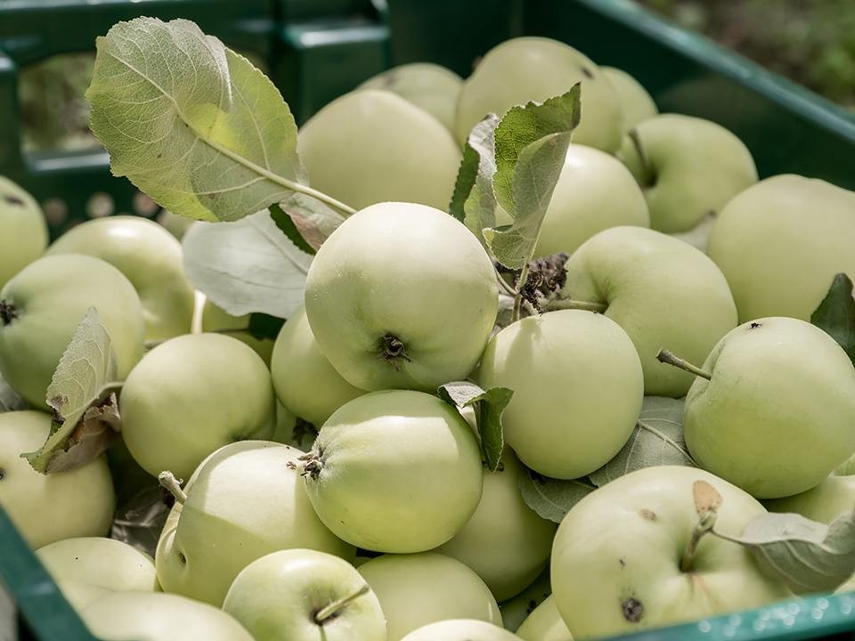 В храмах Клина проведут праздничные службы в честь Яблочного Спаса