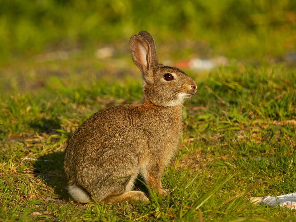 Заяц снова прискакал за съестным в «Императорские Мытищи»