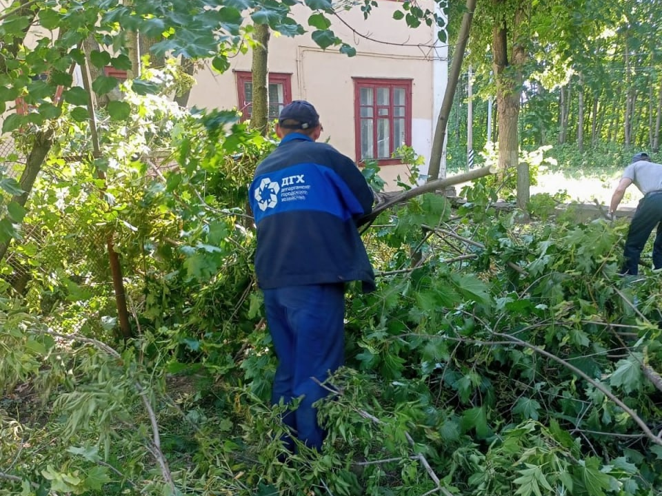 В коломенских дворах завершают опиловку деревьев