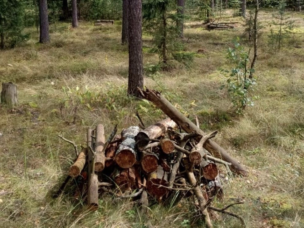 В Орехово-Зуеве уберут неликвидную древесину вдоль трассы М-7