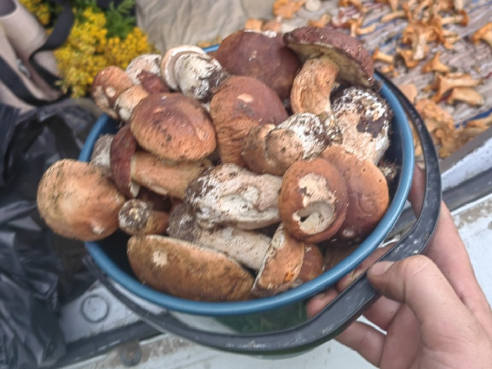 Житель Рузы за 1,5 часа набрал ведро подосиновиков и подберезовиков