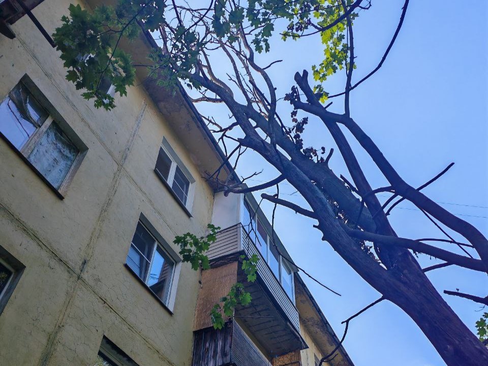 Наклонившееся на дом сухое дерево спилят на Молодежной