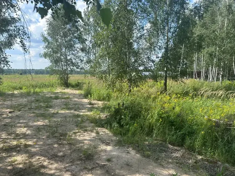 В Богородском округе на торгах продали самый дешевый участок Подмосковья