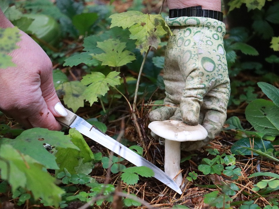 Грибники жалуются, что трофеи тихой охоты в большинстве своем червивые