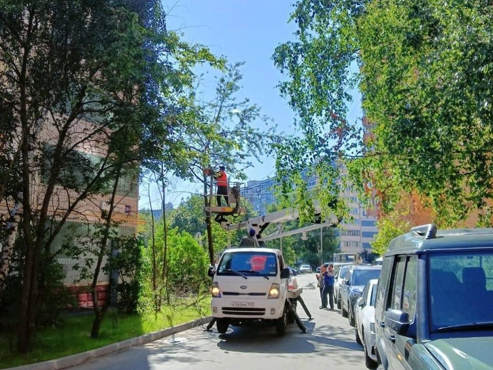 В Химках провели опиловку деревьев по просьбе жителя