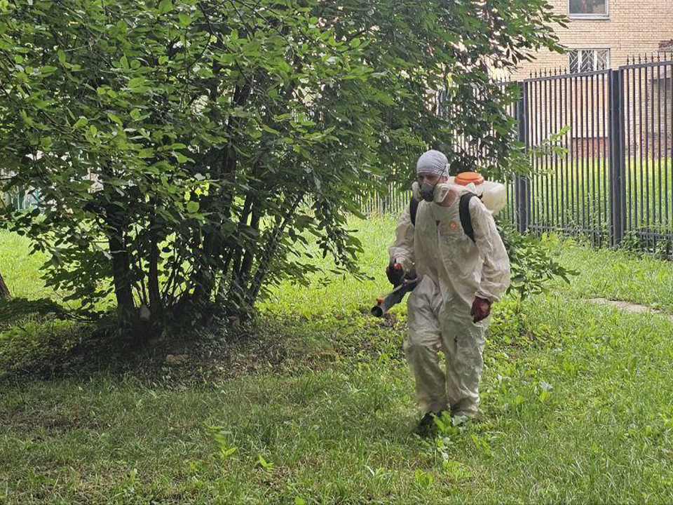 Клещевая опасность: статистика укусов в Долгопрудном