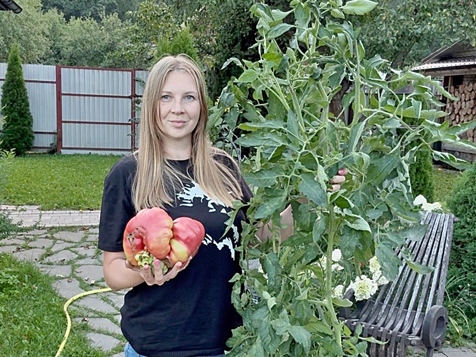 Почти 1,7 кг: гигантский сочный помидор вырастила дачница в Ступине