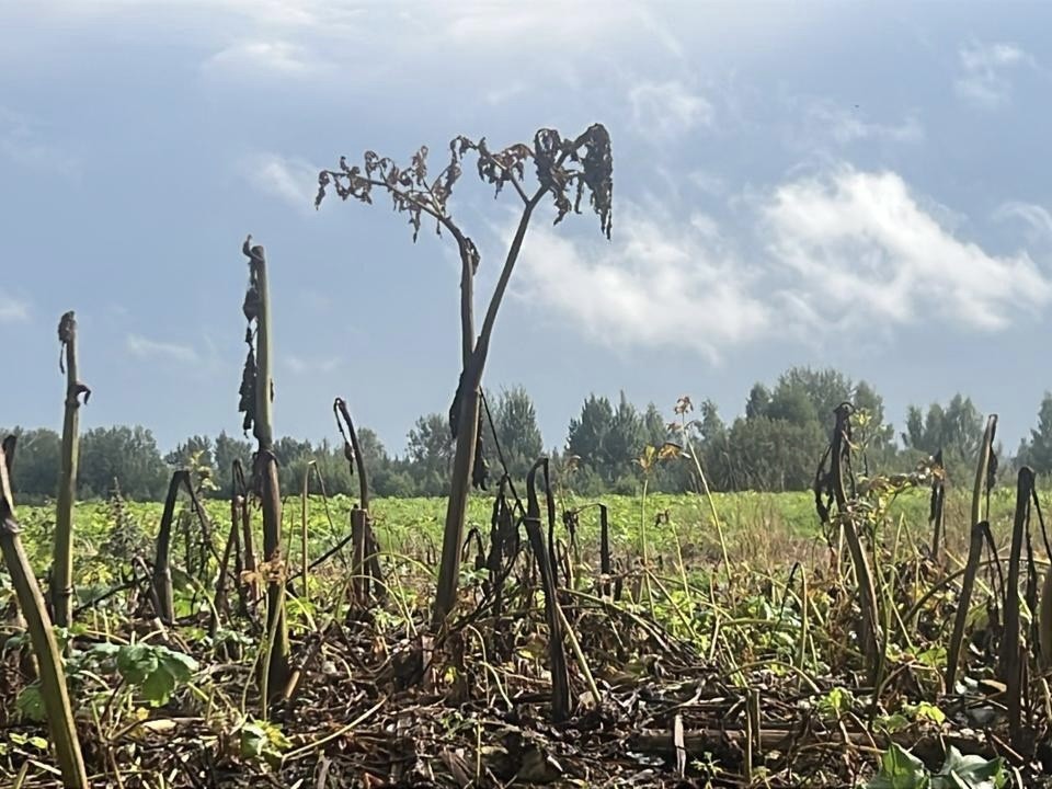 В Солнечногорском округе выявили участки, заросшие борщевиком