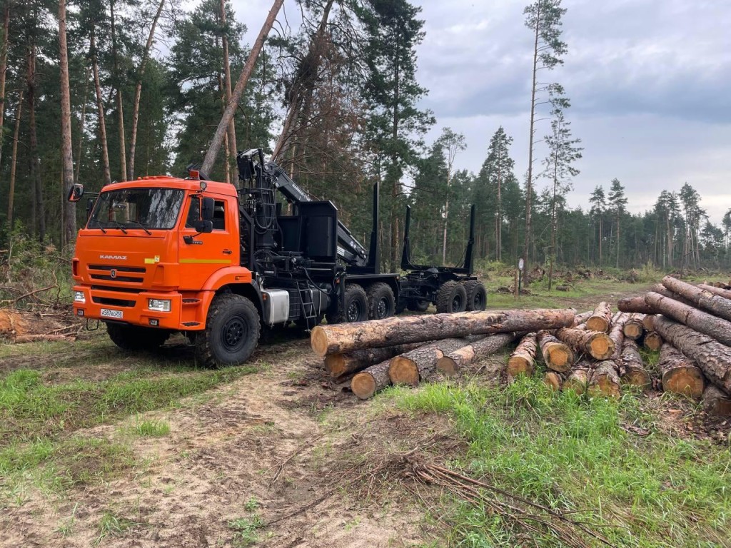 В Воскресенске запланировали санитарную рубку леса