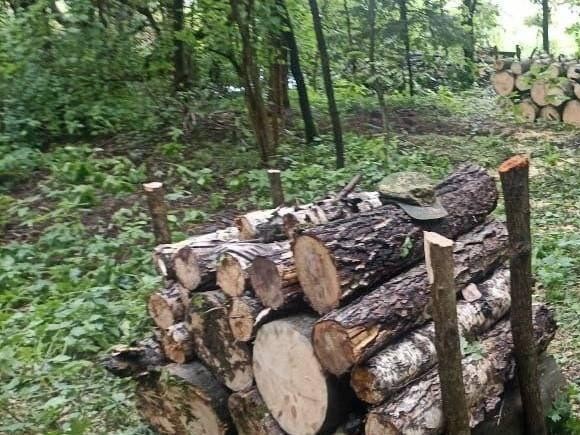 В Истринском лесничестве завершились работы по уборке древесины