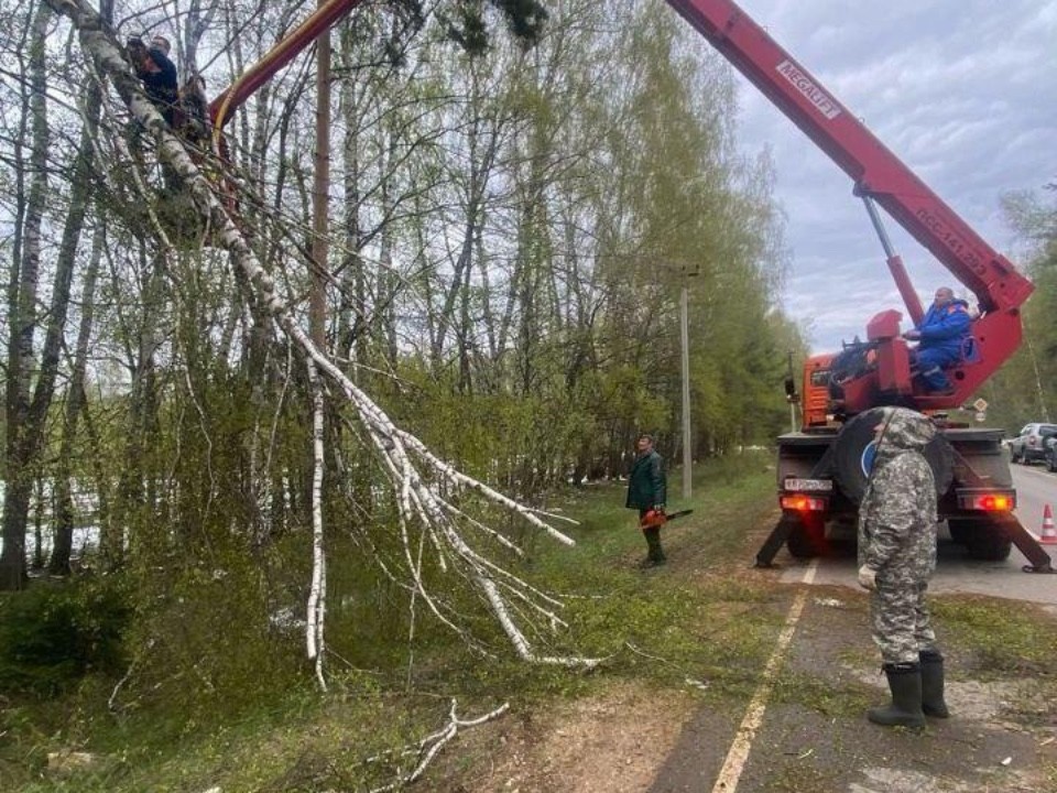В Подмосковье запустили онлайн-сервис для уведомлений о вырубке деревьев