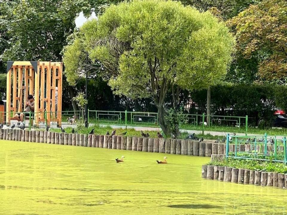 В Алексеевском пруду улучшат экосистему щадящими методами