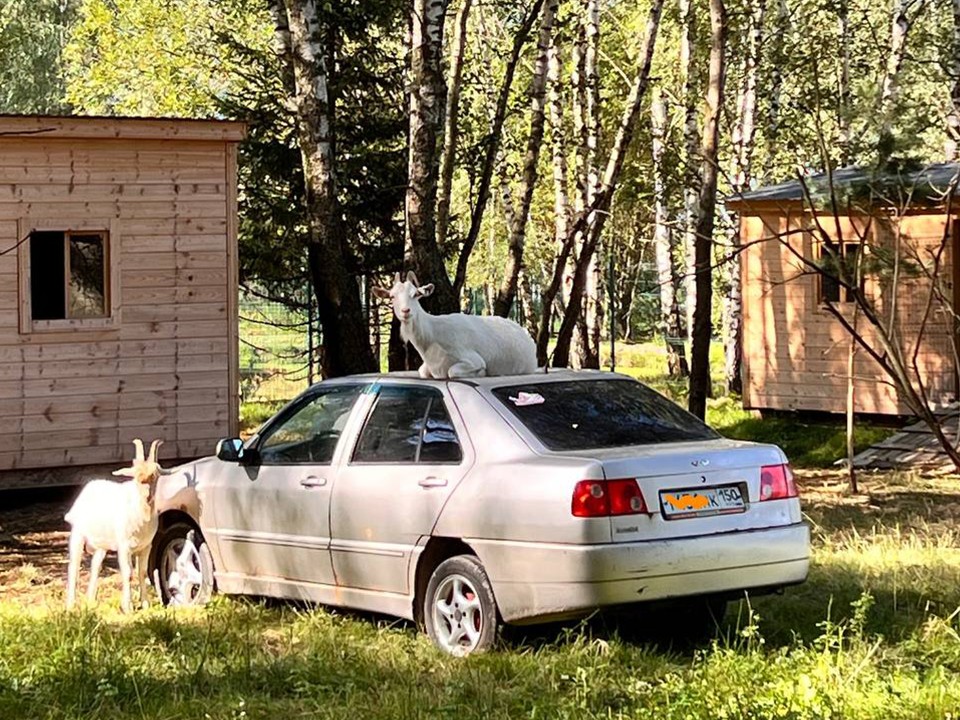 Знаменитые бутовские козы «ездят» на автомобиле и ходят в СПА в Ступине