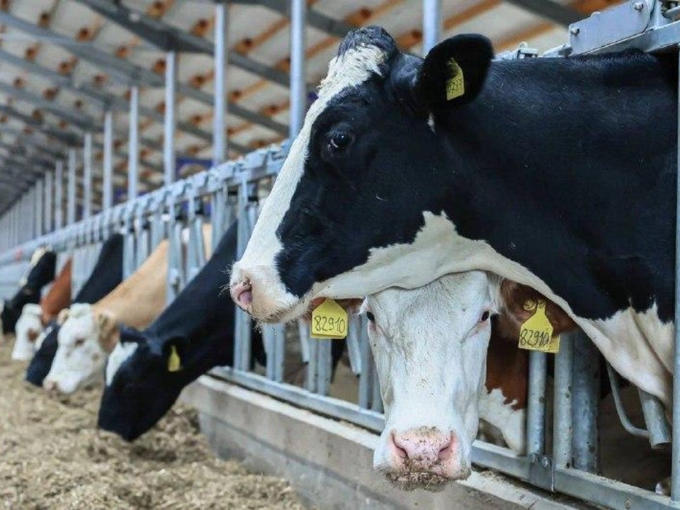 Новые рабочие места и своя молочная продукция: как в Подмосковье развивают сельское хозяйство
