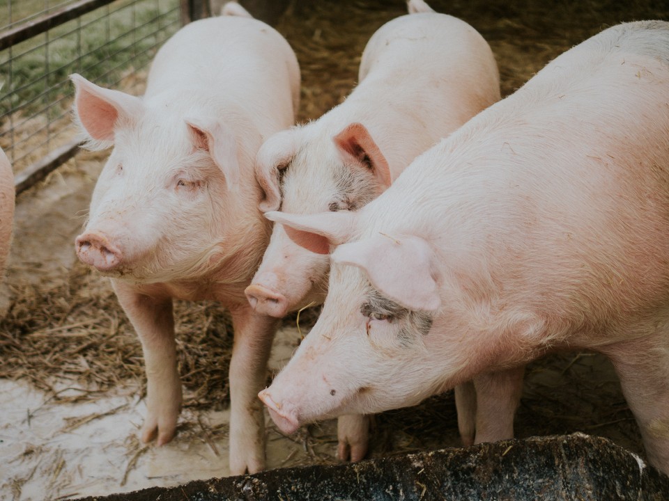 Свиней, брошенных на ферме в Шапкино, кормят и готовят к переезду
