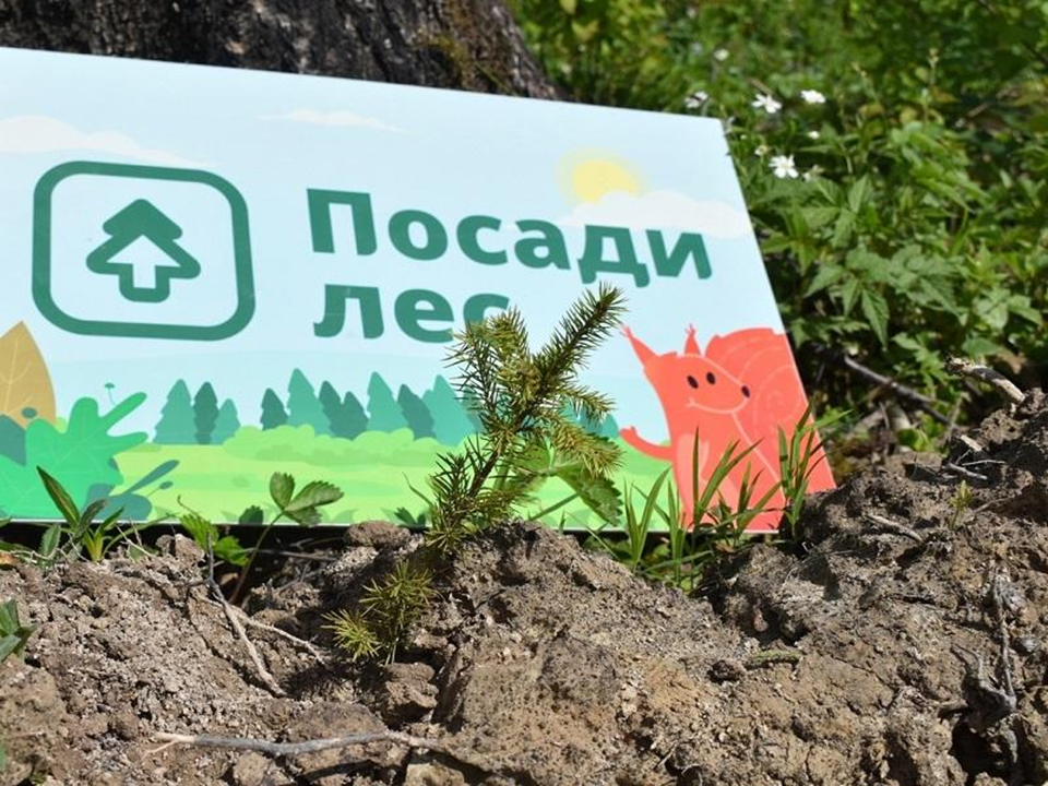 Жители Подмосковья могут выиграть до ₽100 тыс. в экологических конкурсах