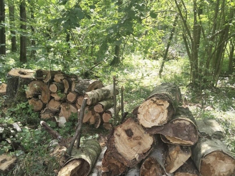 В Солнечногорске продолжили очистку лесов от сухостойных деревьев