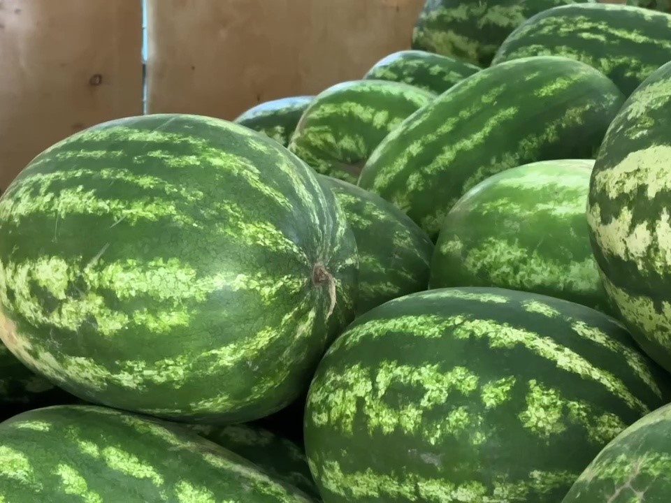 Легальные и безопасные точки продажи арбузов открылись в Чехове