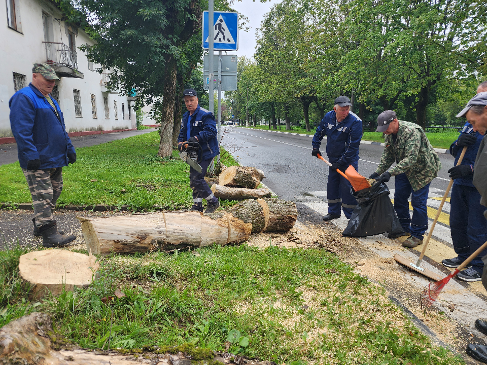 Аварийное дерево возле школы №1 срубят, чтобы обезопасить детей