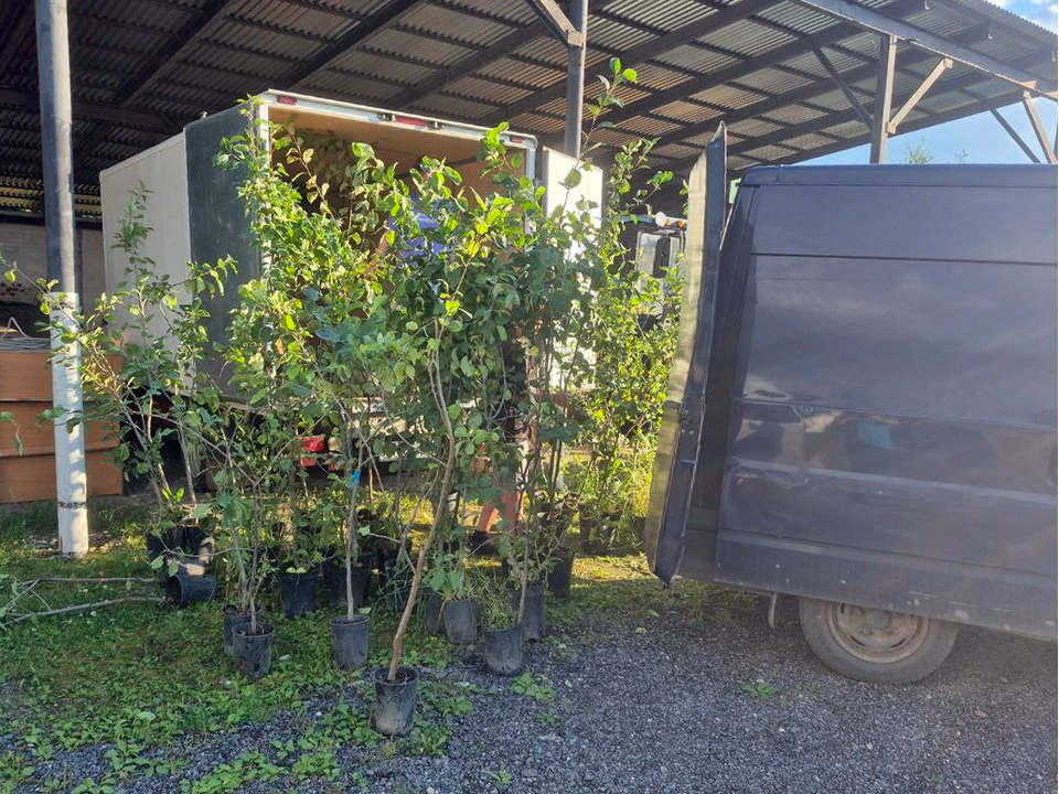 Саженцы яблонь двух сортов доставили в Курск из Дзержинского