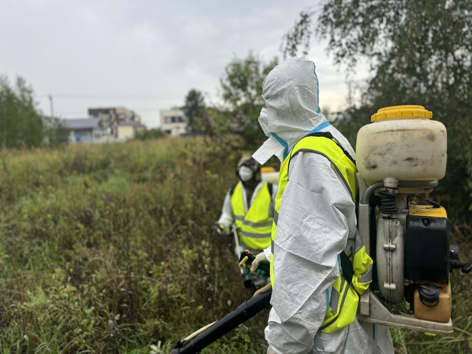 В Ленинском округе продолжается борьба с борщевиком