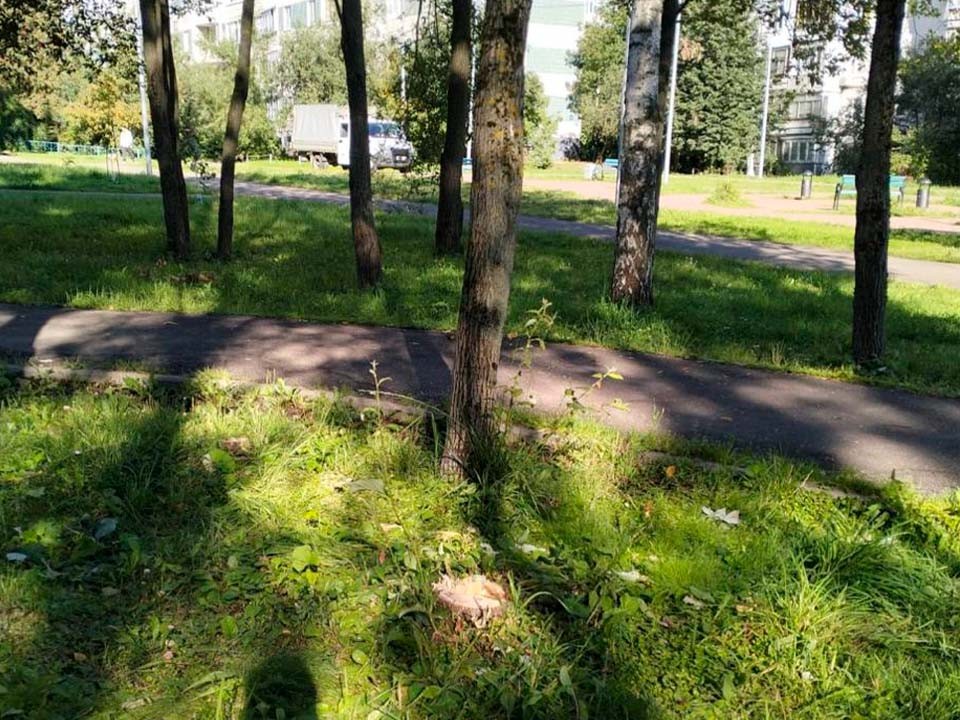 В Андреевке аварийное дерево спилили после обращения жителя