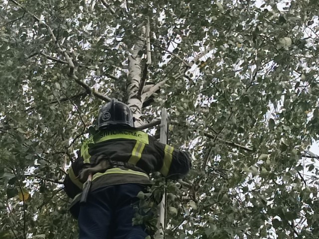 Спасатели сняли кота с десятиметровой березы в Серебряных Прудах