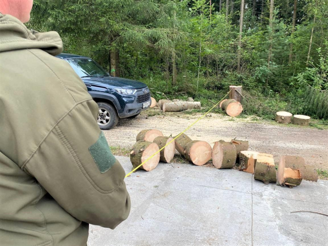 В Солнечногорске обнаружили незаконную рубку леса в Истринском лесничестве
