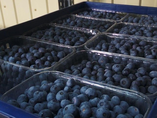В Клину собрали рекордный урожай голубики