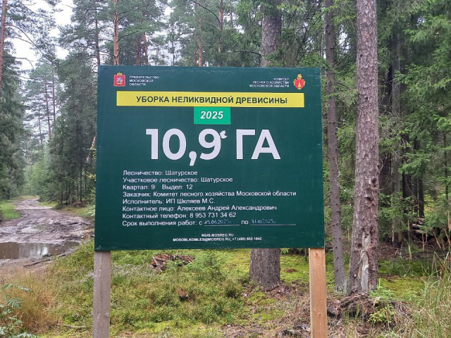 В Шатурском округе идет активная санитарная очистка леса