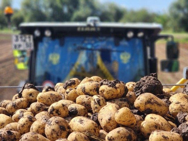 В Луховицах аграрии приступили к уборке картофеля