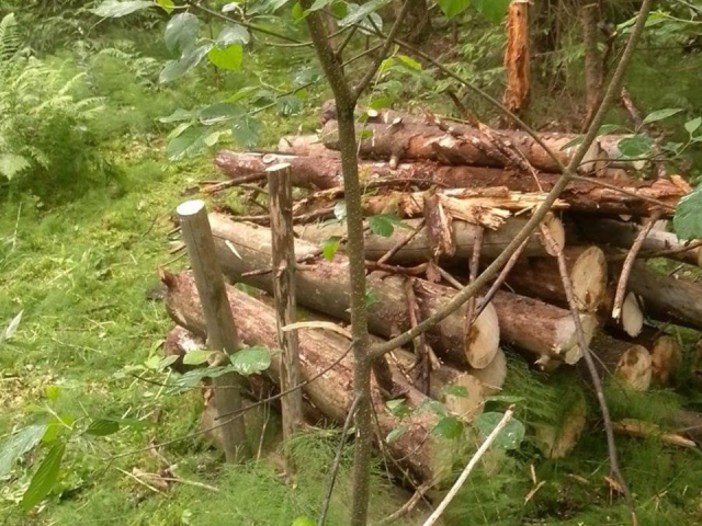Лес возле деревни Вишняково станет чище благодаря санитарной уборке