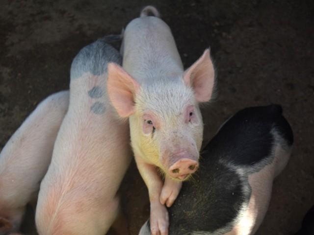 Против владельца фермы с брошенными свиньями возбудили уголовное дело