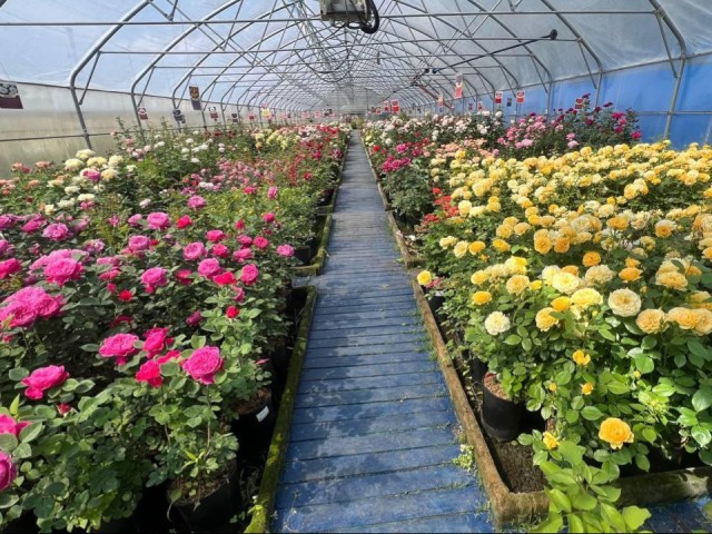 Розы из подмосковного питомника украсят ведущие курорты России