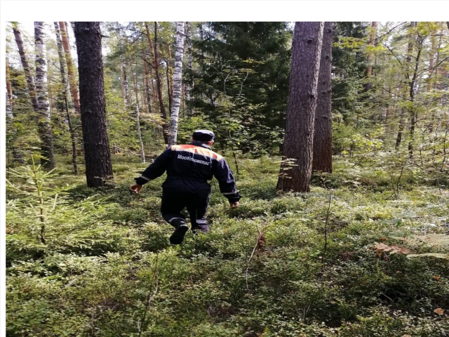 В Егорьевске спасатели нашли и вывели из леса заблудившуюся женщину