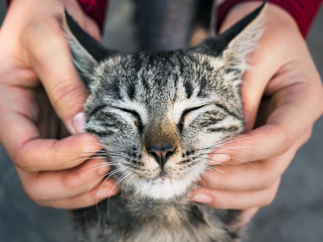 Жителям Лыткарина обещают вознаграждение за помощь в поиске кота