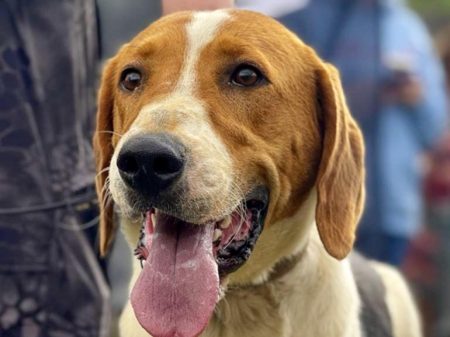 Можайский приют для собак отметил 15-летие благотворительным праздником «Нам 15!»