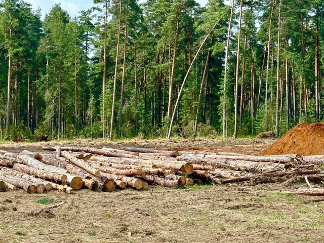 В Воскресенске санитарная рубка проведена на площади 0,9 га