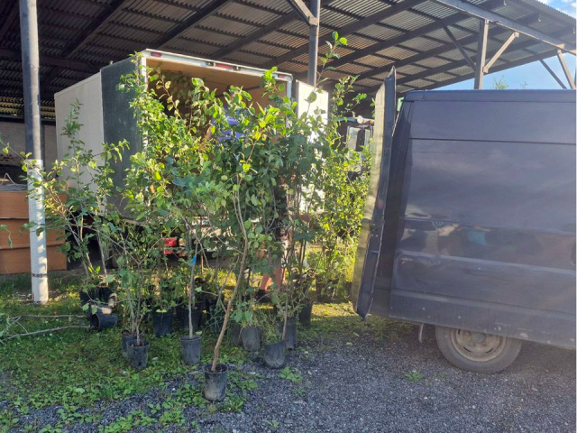 Саженцы яблонь двух сортов доставили в Курск из Дзержинского