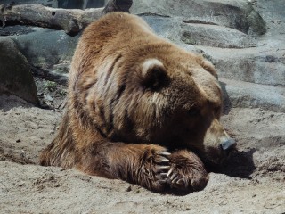 Власти Мытищ рассматривают различные варианты размещения диких животных из базы в Троицком