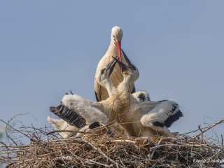 Одинцовский фотограф поделилась редкими кадрами кормления птенцов аиста в Кубинке