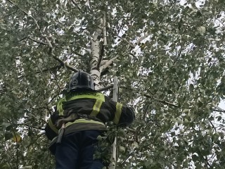 Спасатели сняли кота с десятиметровой березы в Серебряных Прудах