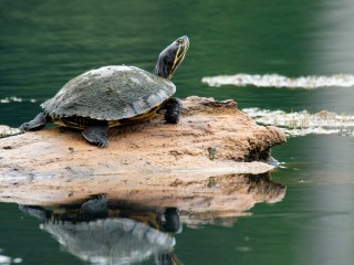 В реке Нара заметили водоплавающую черепаху