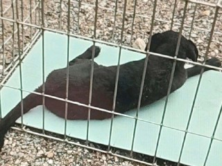 В Загорье-2 отловили бездомную собаку, которая могла загрызть кошку на участке