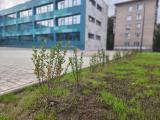Рабочие высадили кустарники возле нового корпуса школы №1