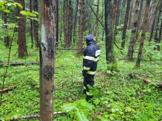 Спасатели разыскали пенсионерку, заблудившуюся в лесу под Клином