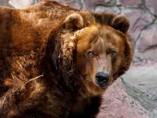 Резвившийся на поляне медведь перепугал дачников Волоколамска