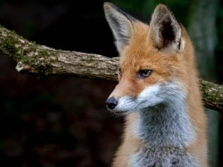В Талаево заметили лиса, который выбежал на дорогу