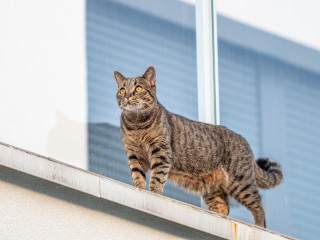 В Клину активисты спасают семерых кошек из запертой квартире