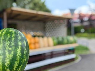 Проверяем арбуз на нитраты: лайфхаки и адреса безопасных развалов в Одинцове